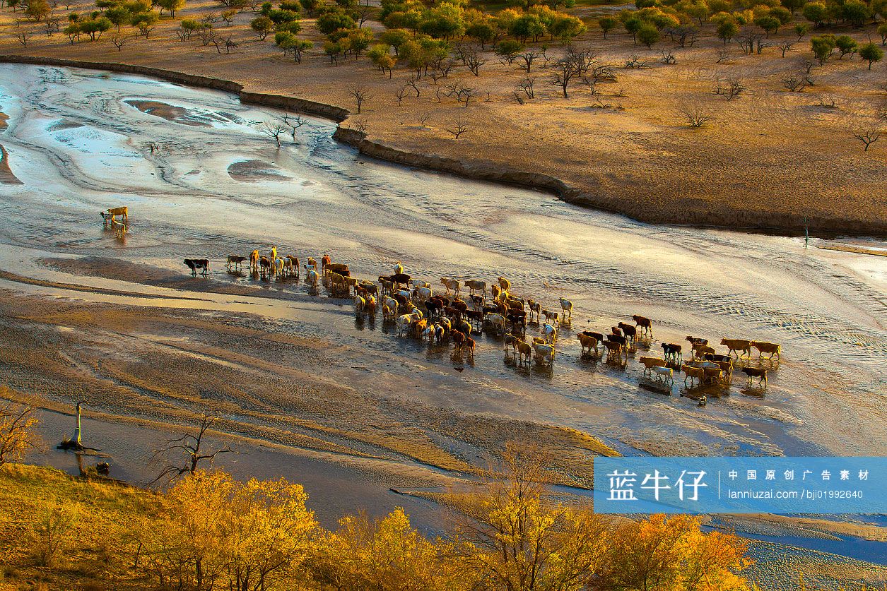 牛群穿过河流