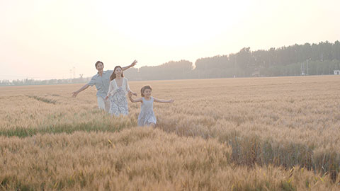 Happy young Chinese family having fun in wheat field,4K