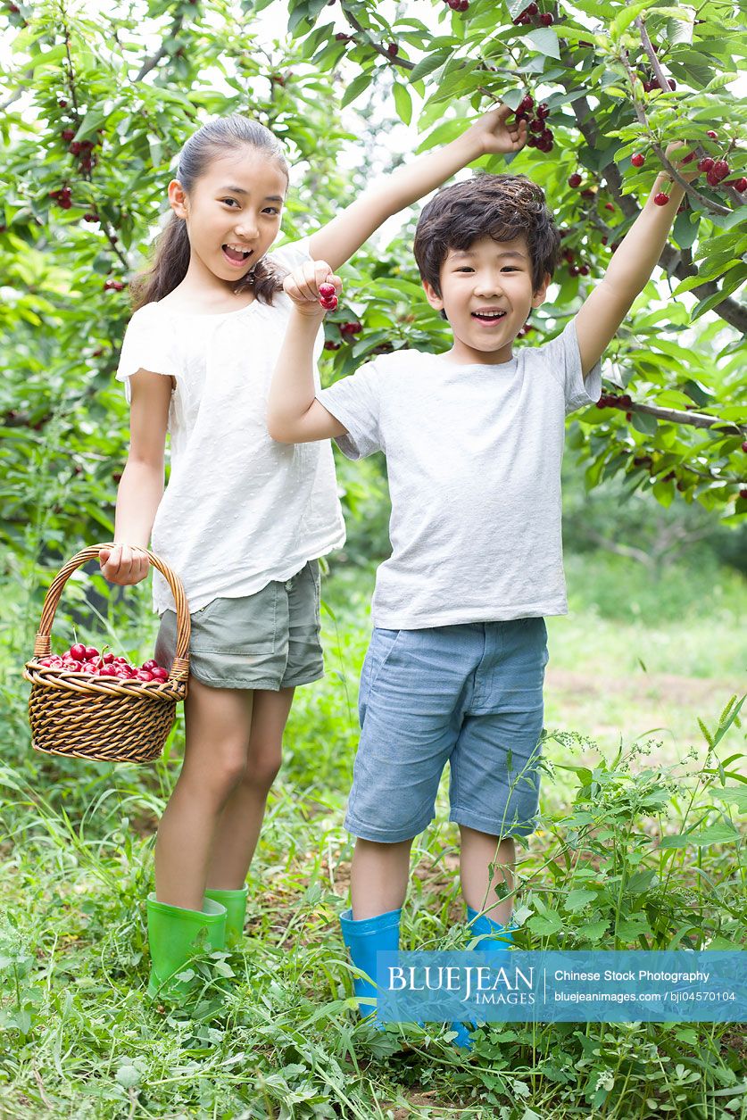 Happy Chinese children picking cherries in orchard