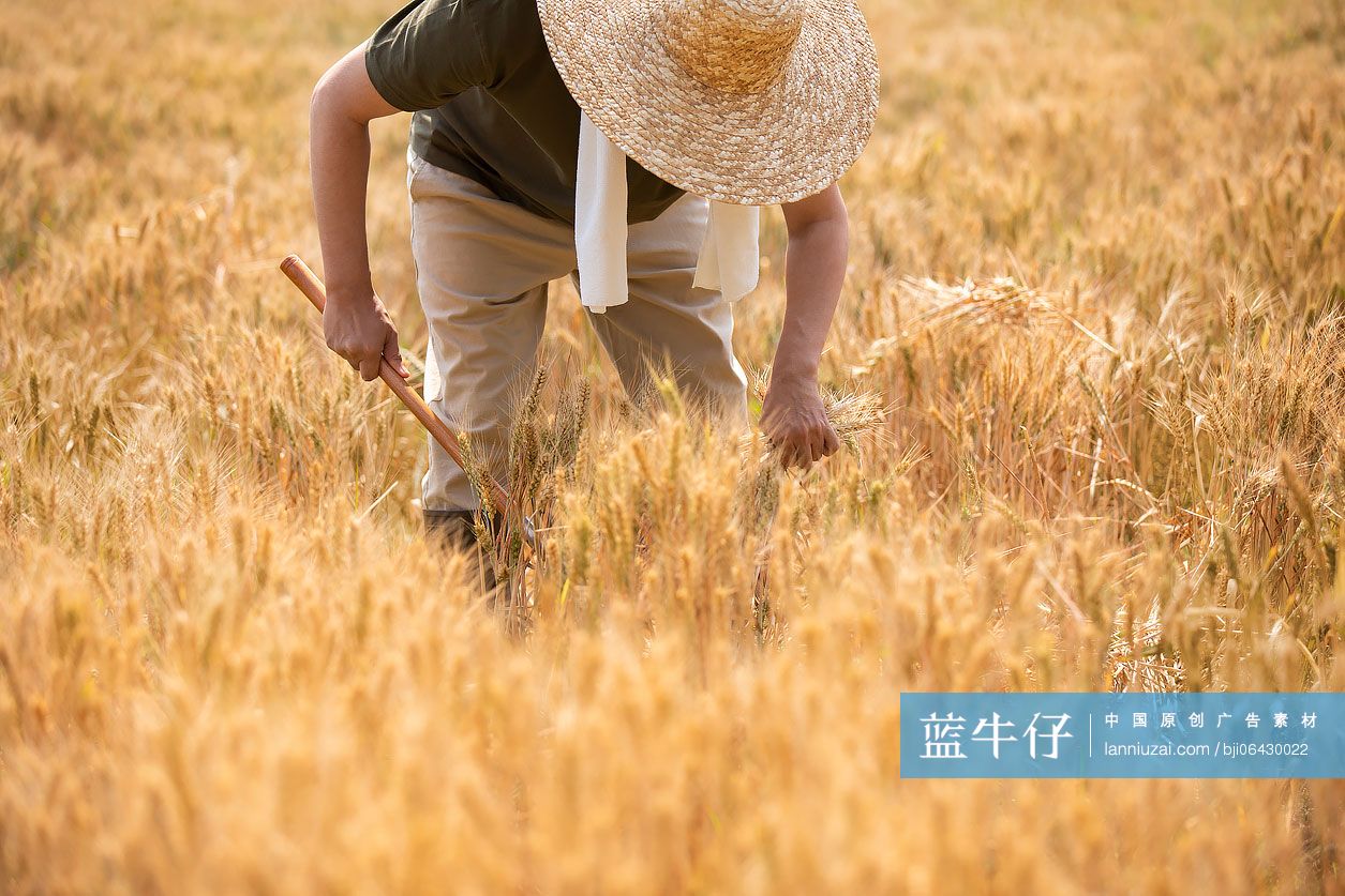 农民在麦田里收割