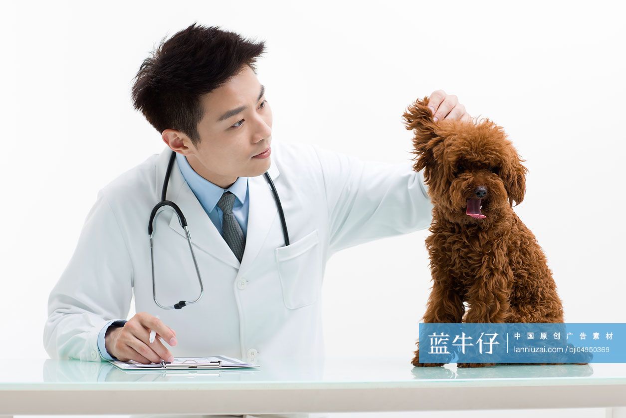 宠物医生给泰迪狗做检查