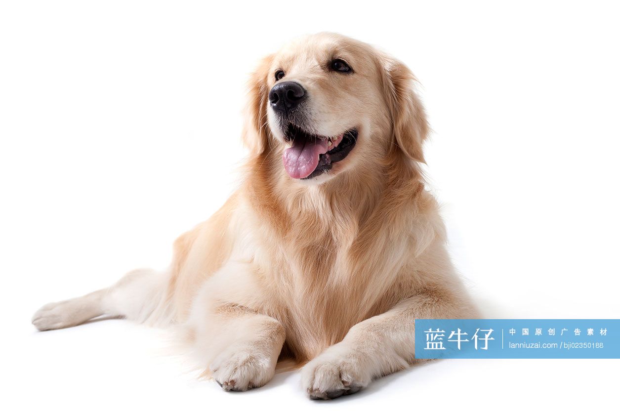 宠物金毛犬