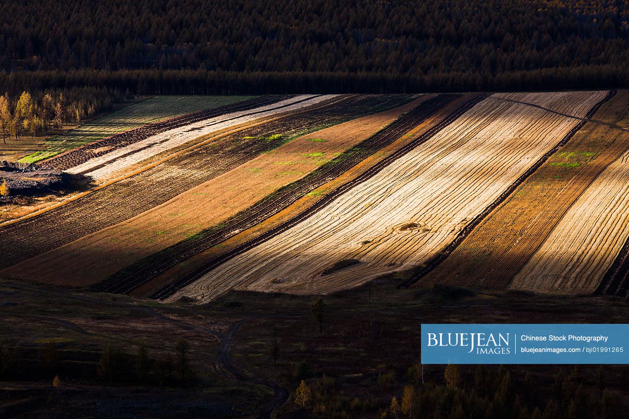 Field in autumn,China