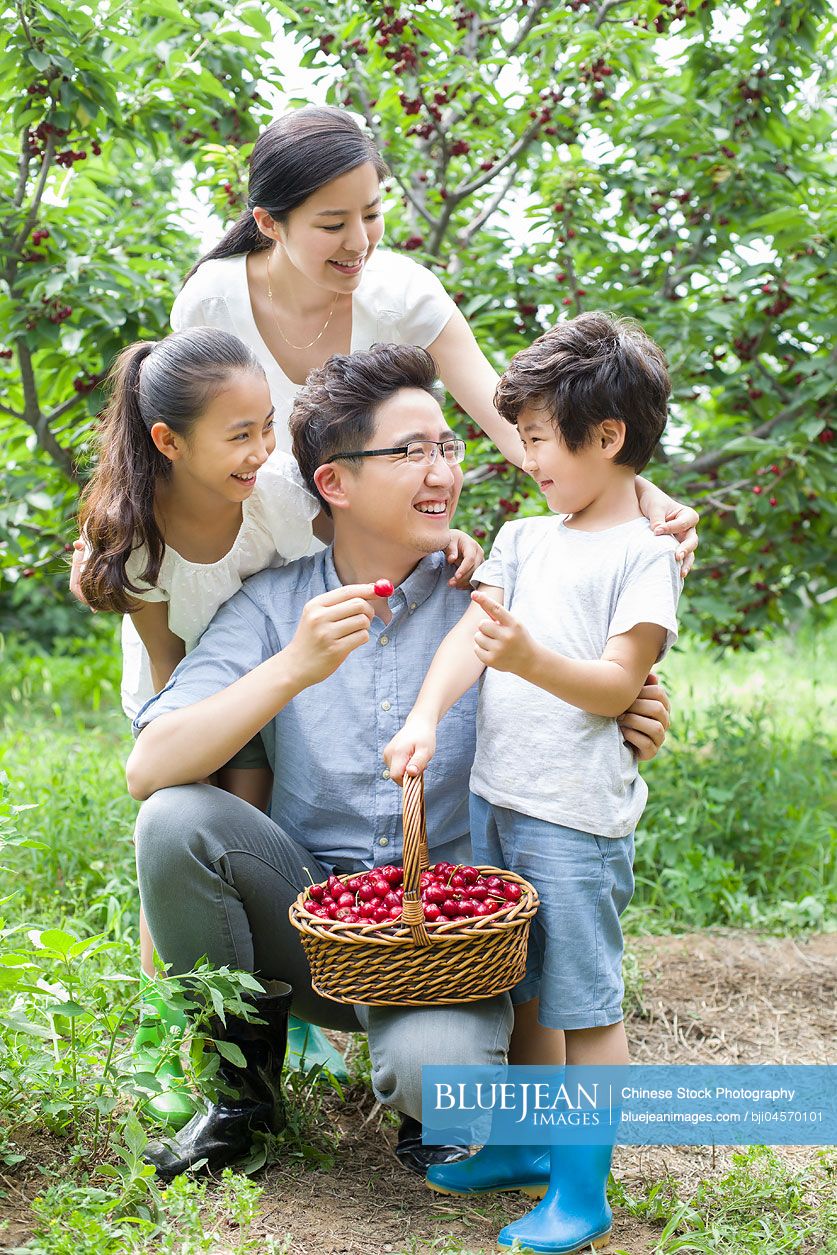 Young Chinese family picking cherries in orchard