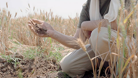 Chinese farmer working in wheat field,HD