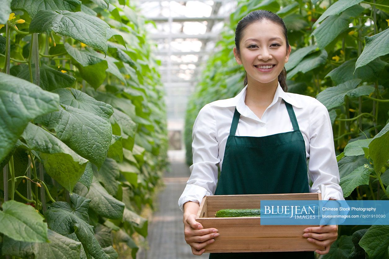 Young Chinese woman harvesting vegetables