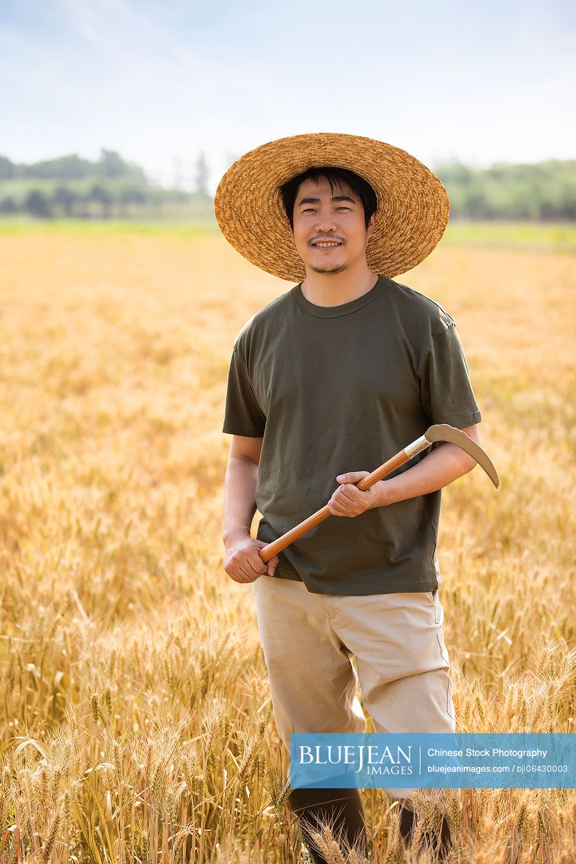 Chinese farmer harvesting in wheat field