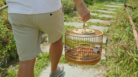 Happy mature Chinese man holding a birdcage,4K