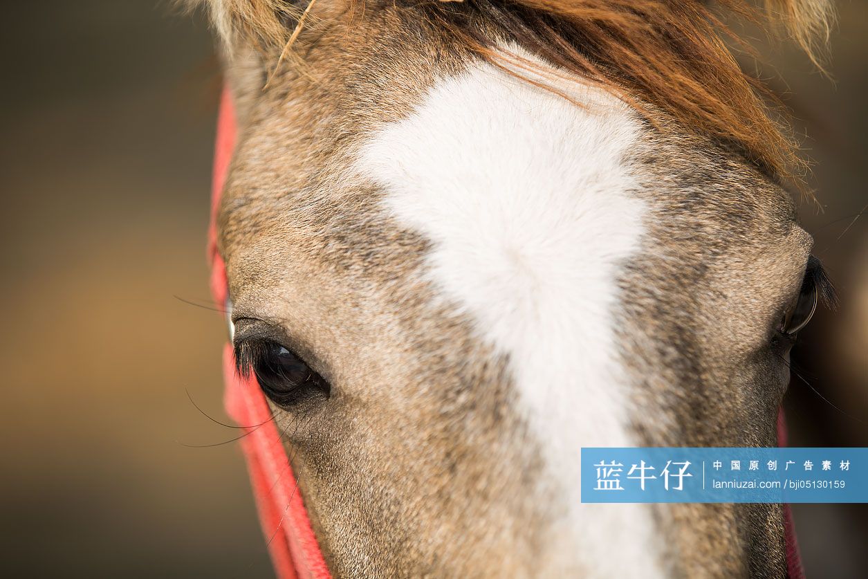 马眼睛的特写