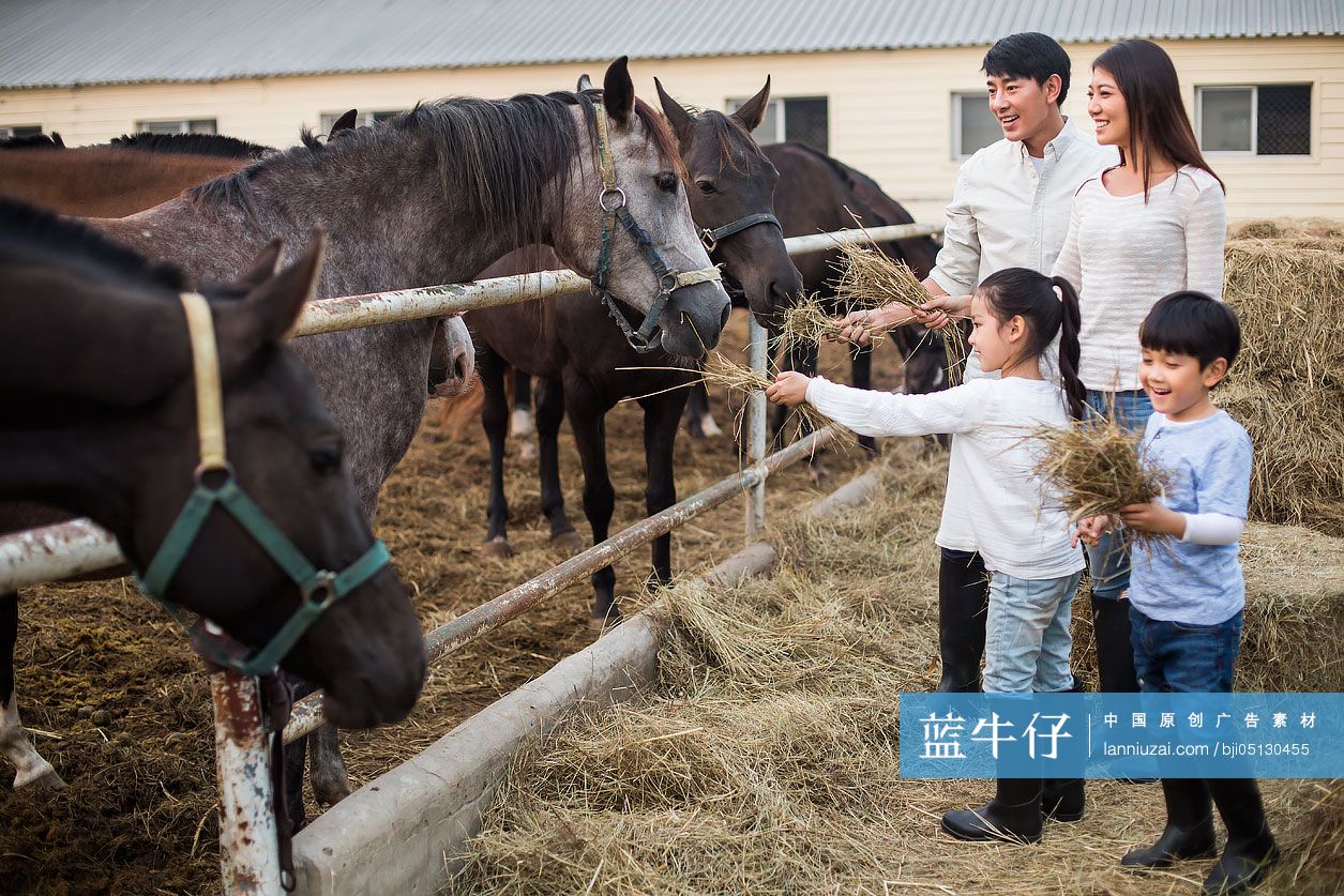 年轻家庭喂马吃草