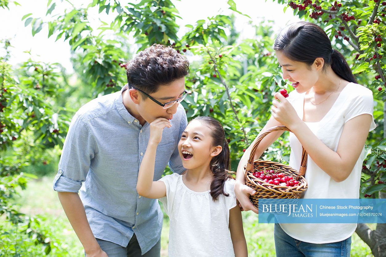 Young Chinese family picking cherries in orchard