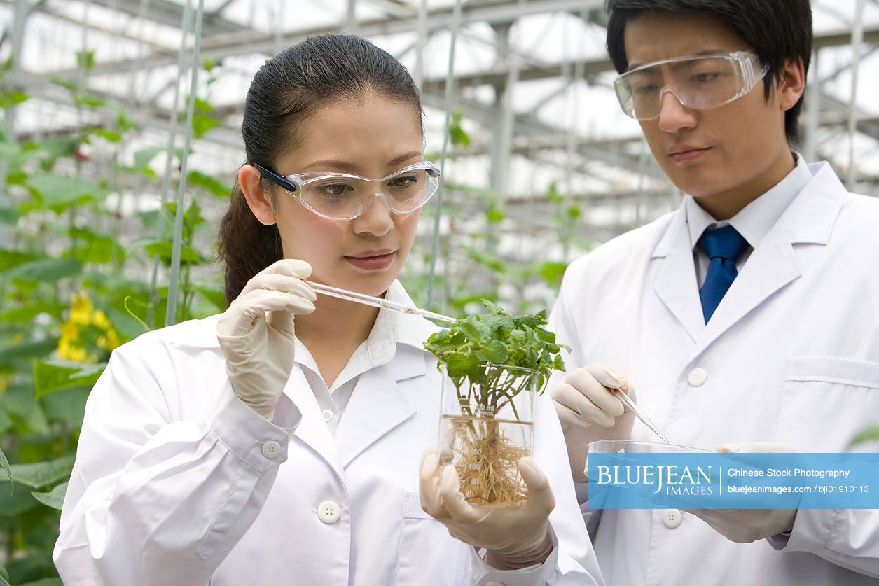 Chinese scientists doing research in modern farm