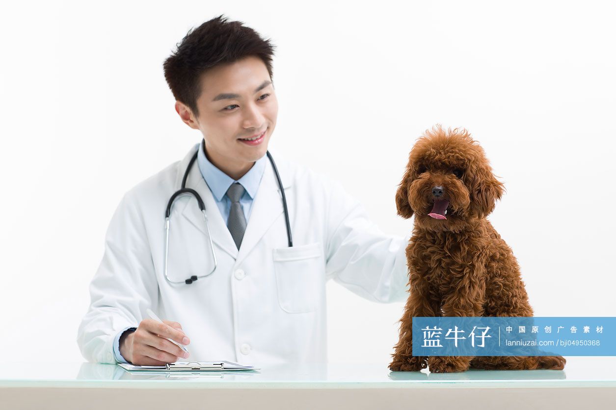宠物医生给泰迪狗做检查