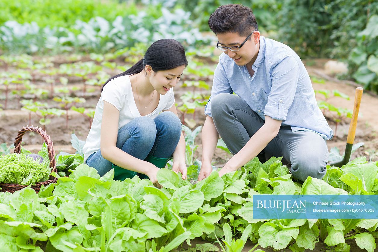Young Chinese couple picking vegetables