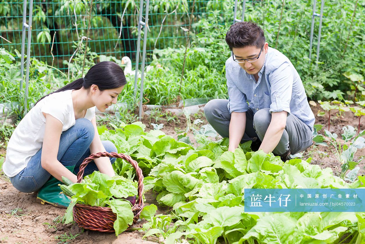 年轻夫妻采摘新鲜蔬菜
