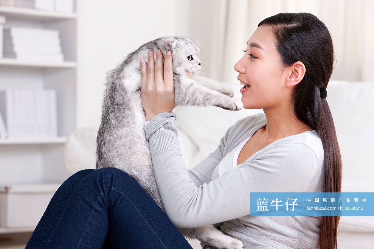 青年女子和苏格兰折耳猫