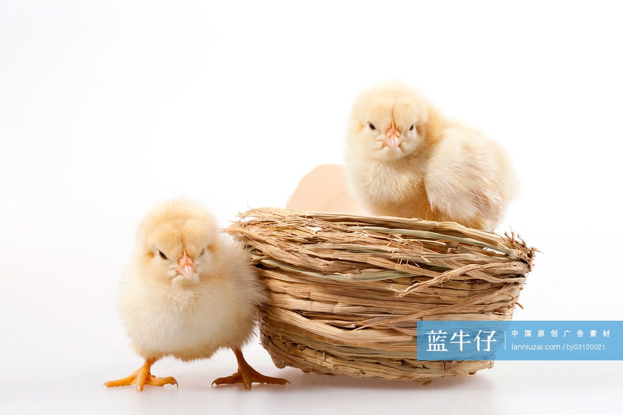 新生宝宝小鸡的正常图-图库-五毛网