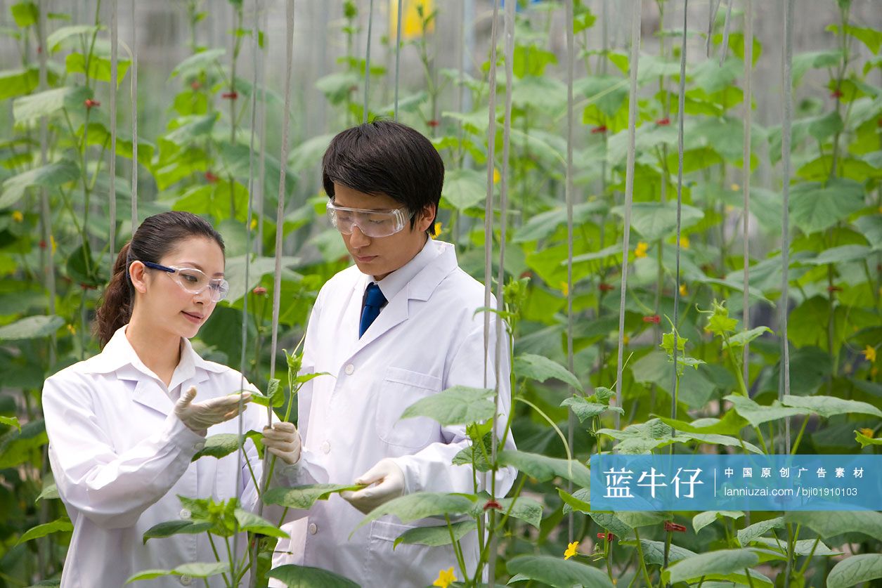 农艺师在现代农庄做科学研究