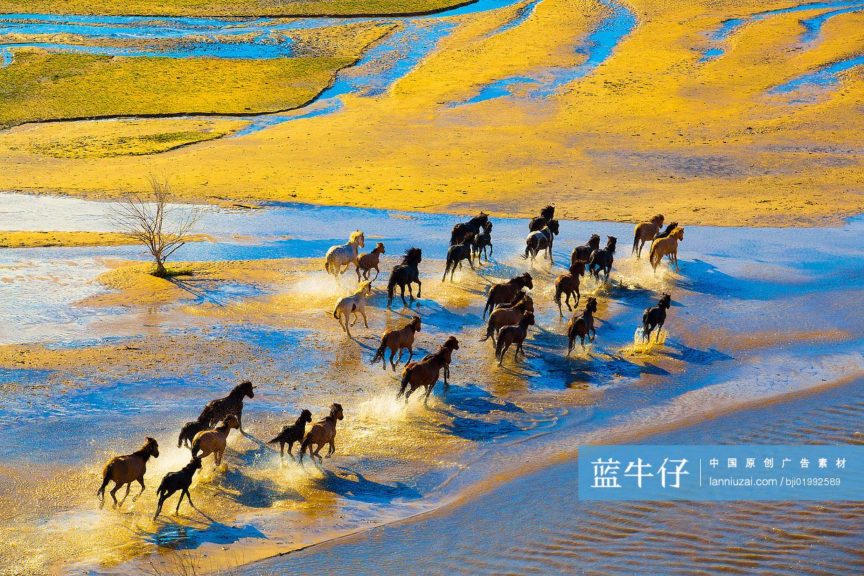 马群在水里奔跑