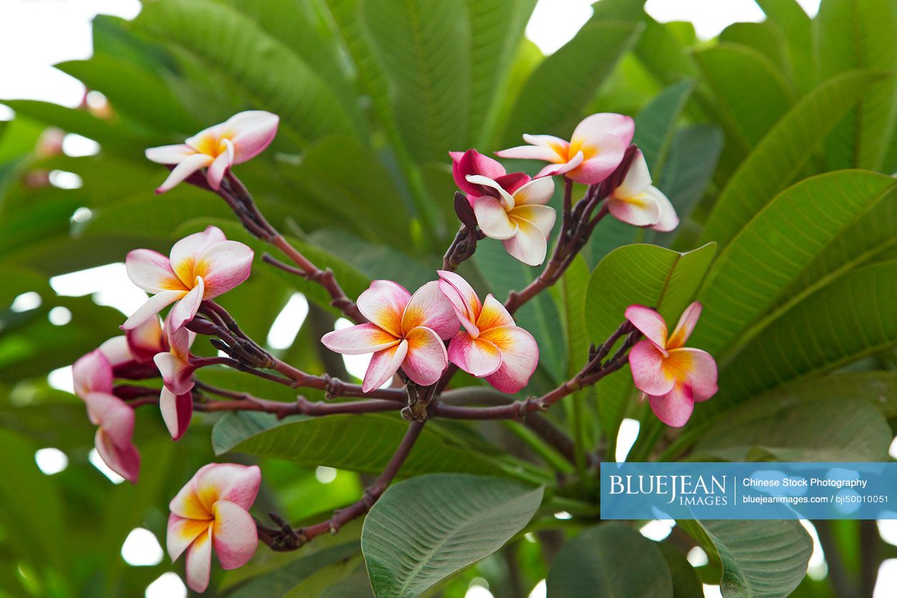 Frangipani