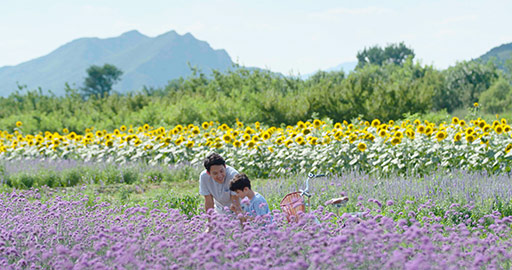 Happy Chinese father and son in flower field,4K