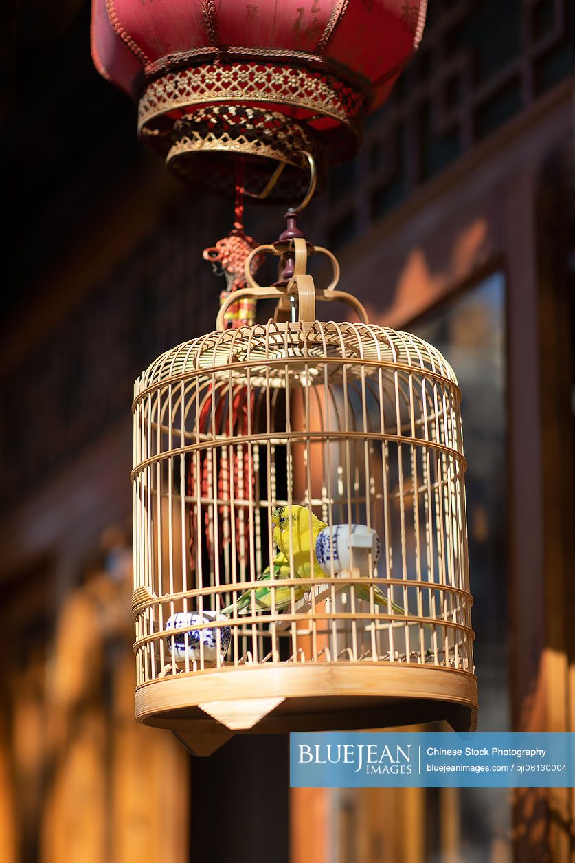 Birds in cage