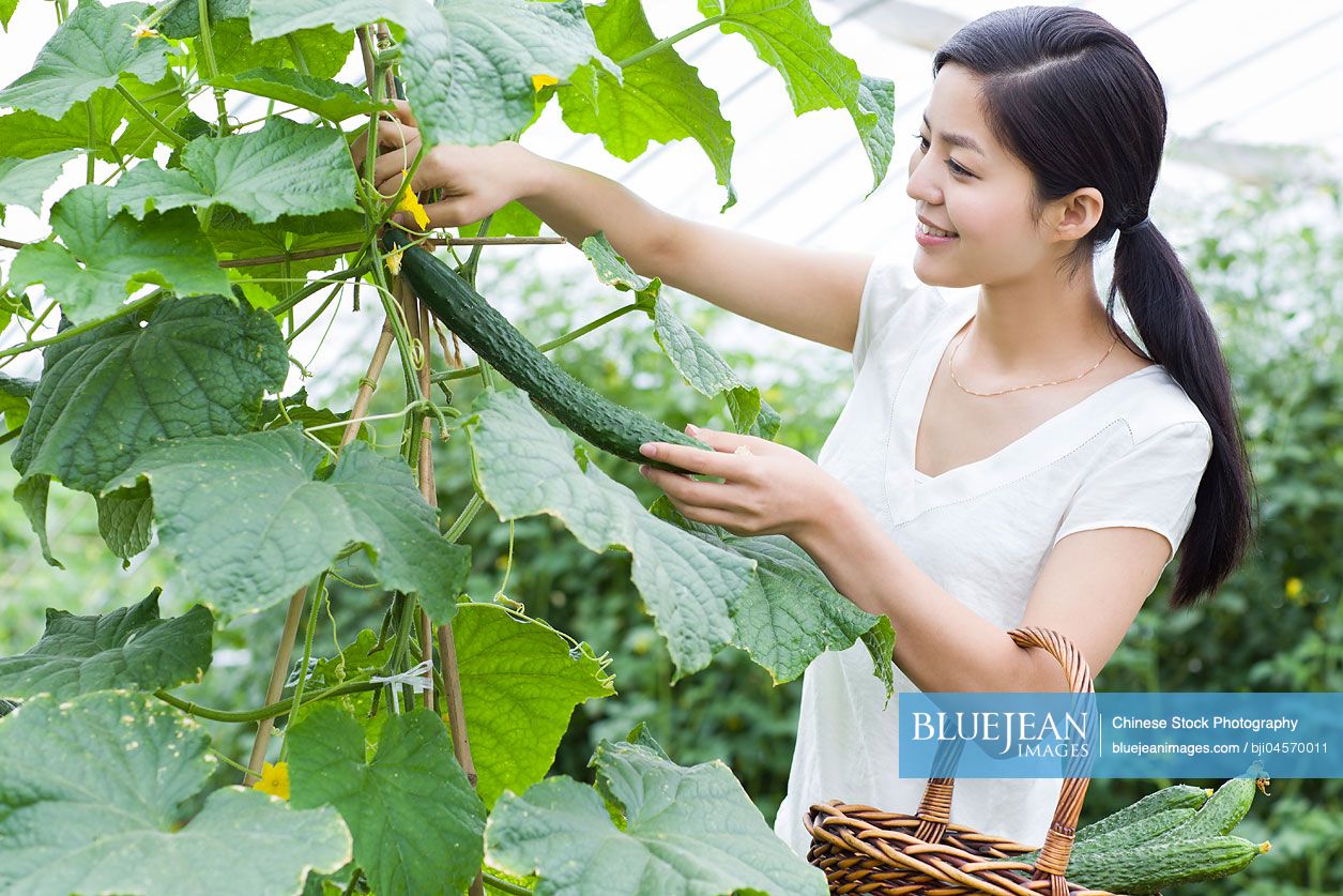 Young Chinese woman picking cucumbers in greenhouse