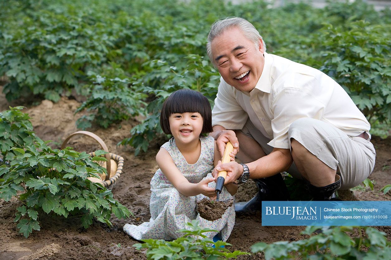 Chinese grandfather and granddaughter gardening