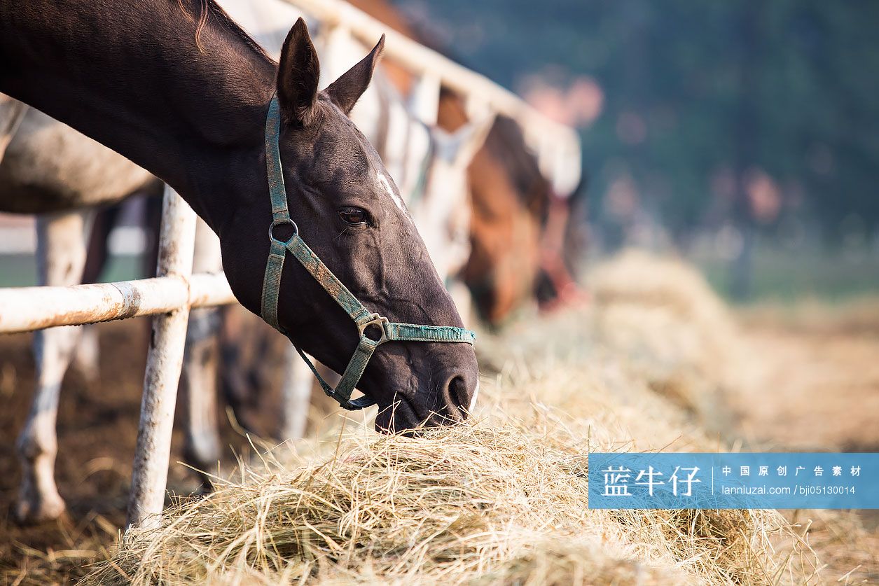 马在马场里吃干草