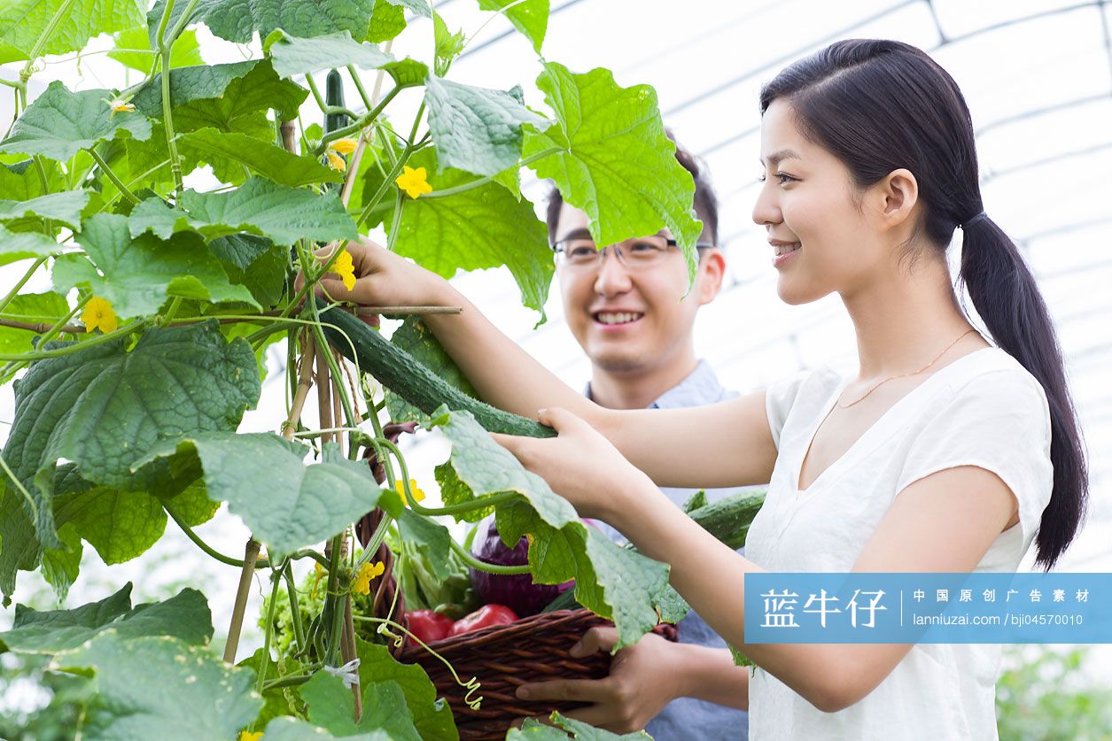 年轻夫妻采摘黄瓜