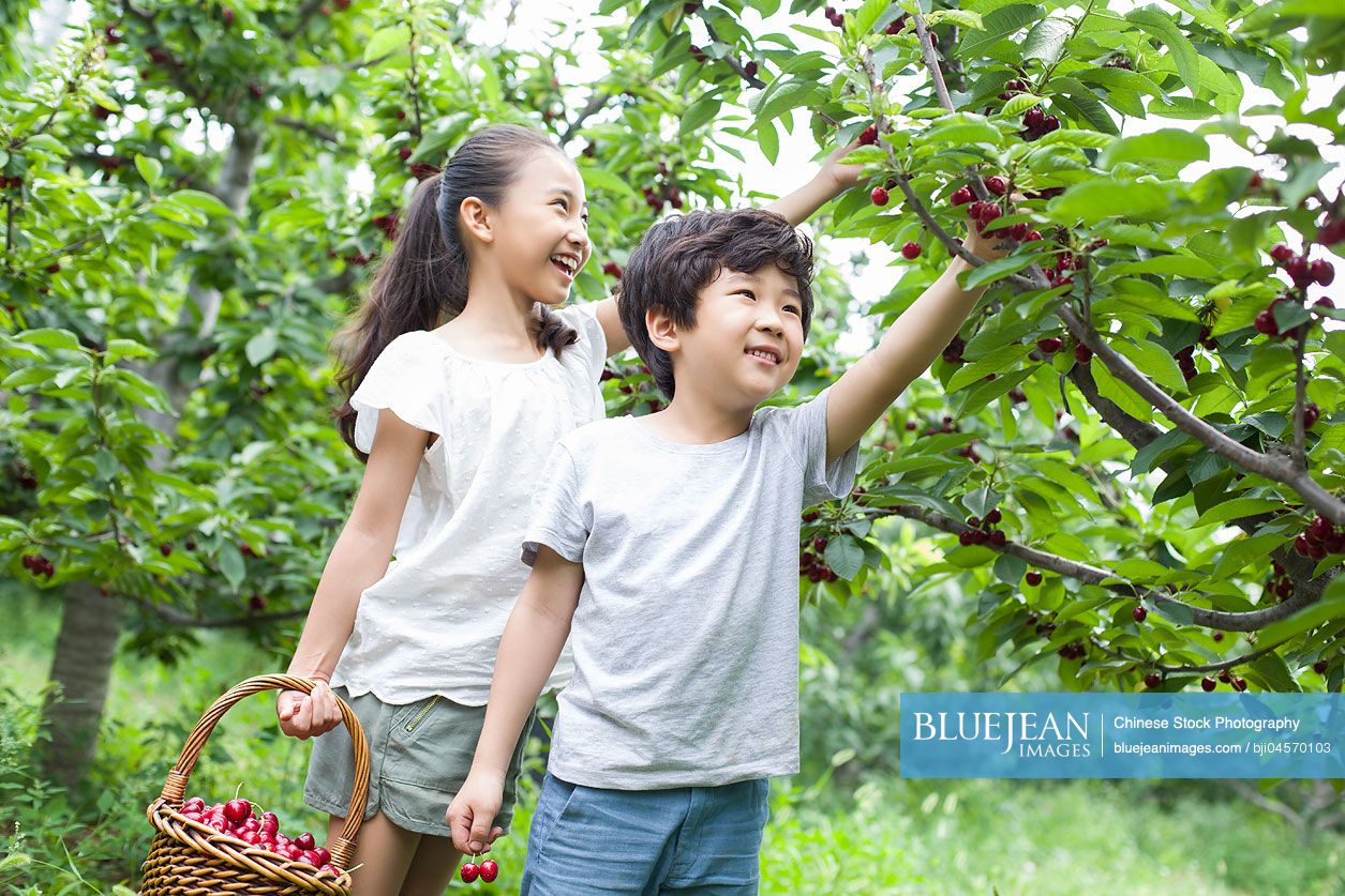 happy-chinese-children-picking-cherries-in-orchard-high-res-stock-photo