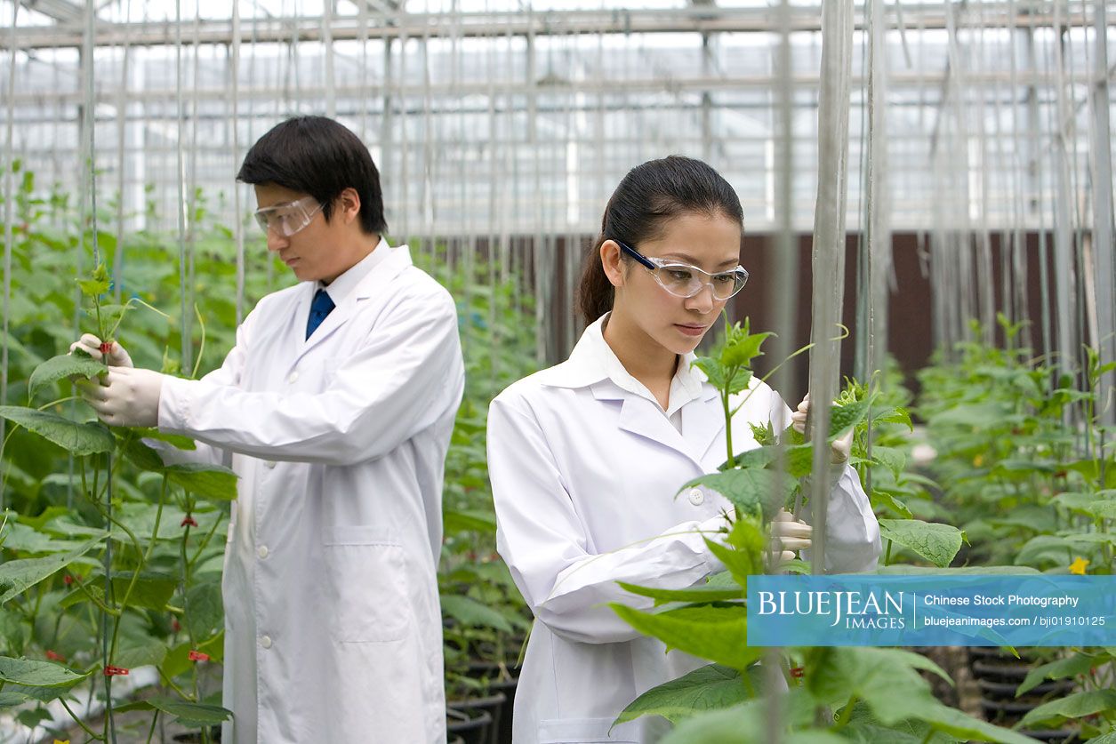 Chinese scientists doing research in modern farm