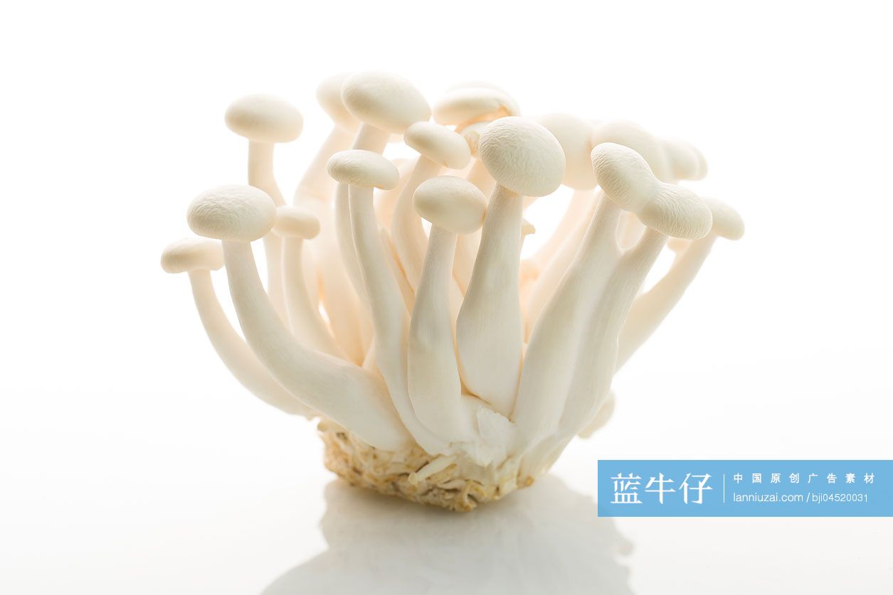 白玉菇