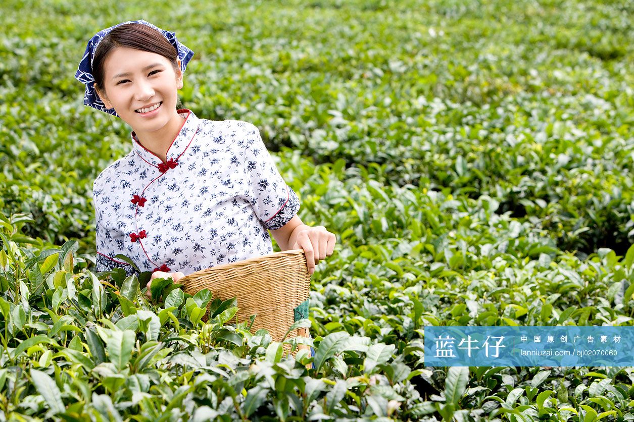 采茶女在茶园采茶