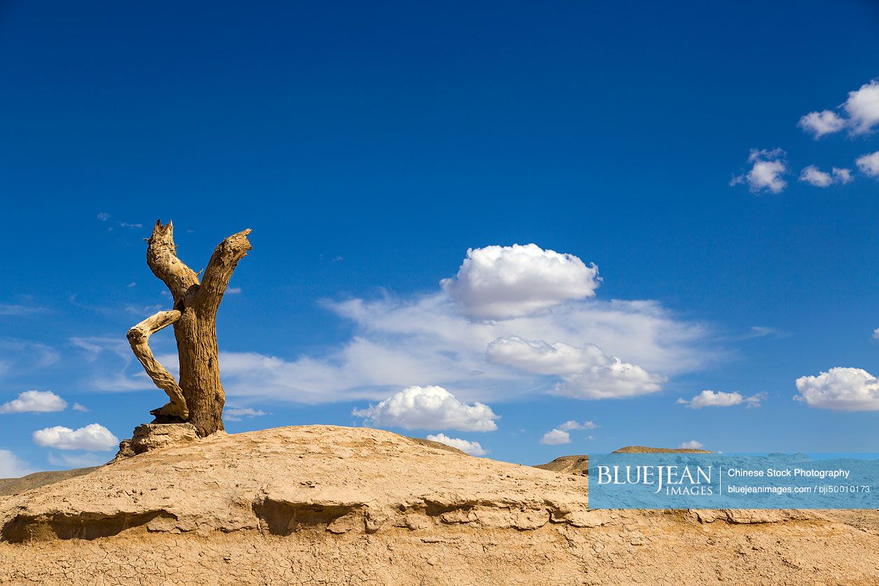 Tree trunk and desert in Gansu province, China