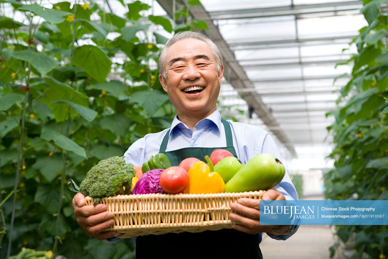 Chinese farmer holding vegetables in modern farm