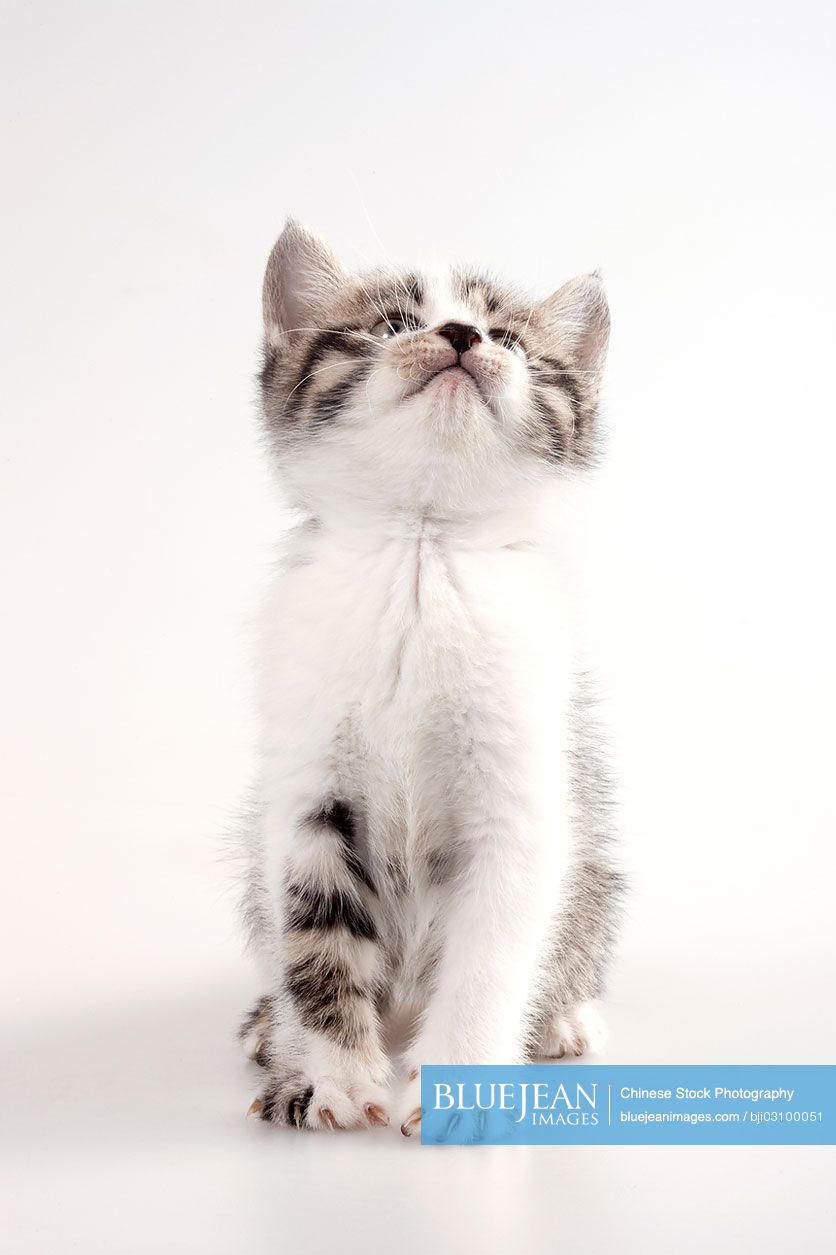 Portrait of kitten, looking up