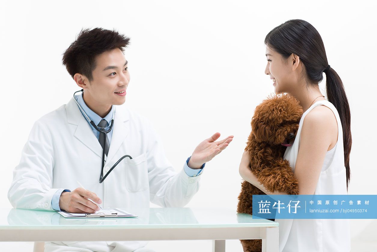 宠物医生给泰迪狗做检查