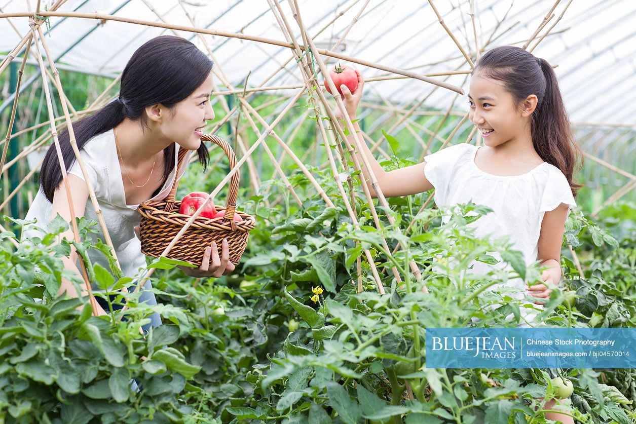 Young Chinese mother and daughter picking tomatoes in greenhouse