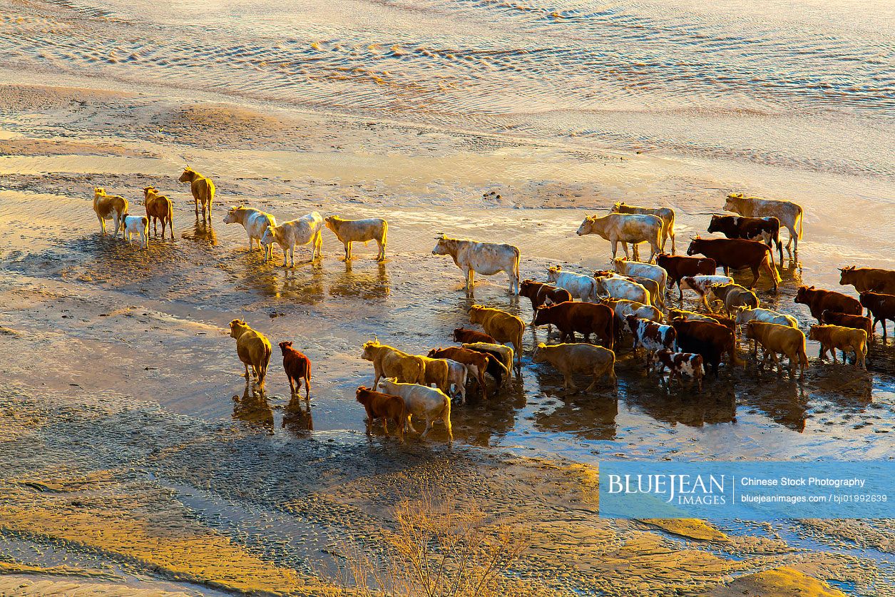 Cattle walking in river