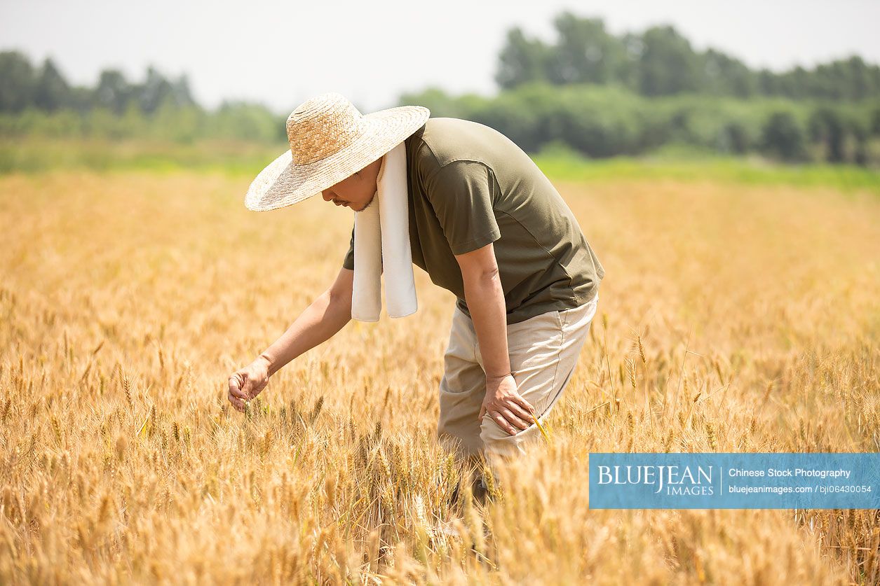 Chinese farmer harvesting in wheat field