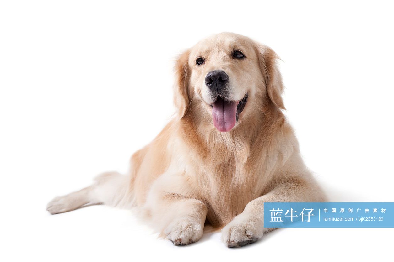 宠物金毛犬