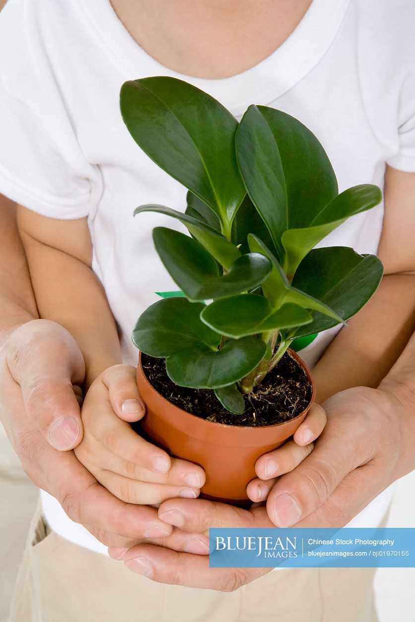 Little Chinese boy holding a potted plant