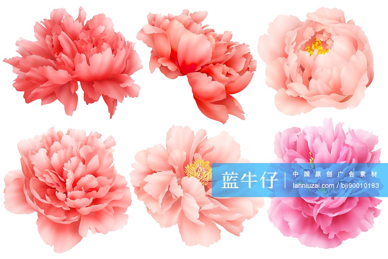 中国国花牡丹 蓝牛仔影像 中国原创广告影像素材