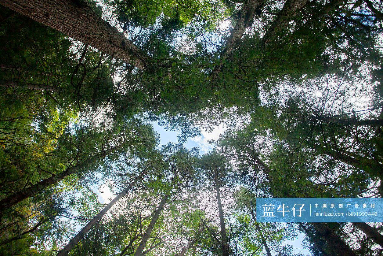 仰拍树梢