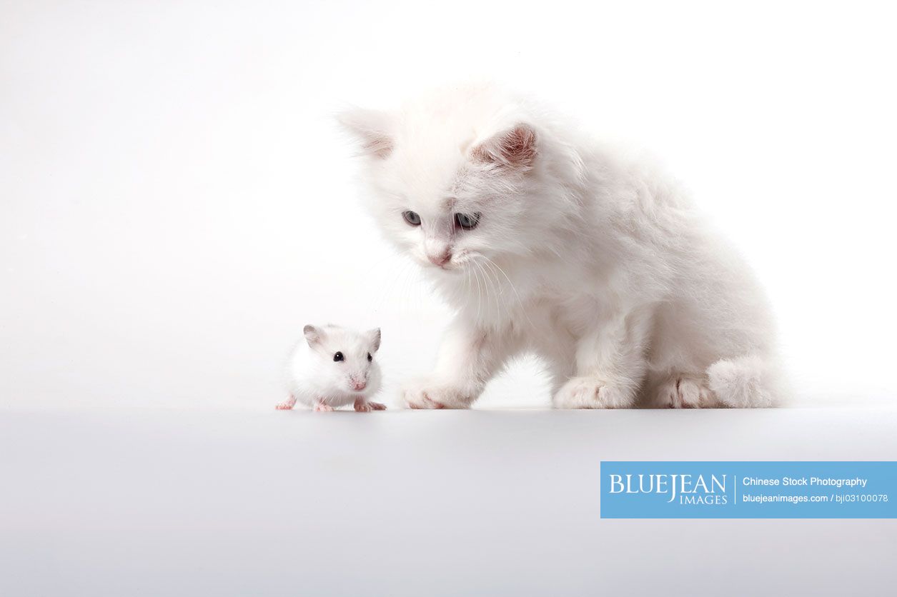 Kitten and mouse, studio shot