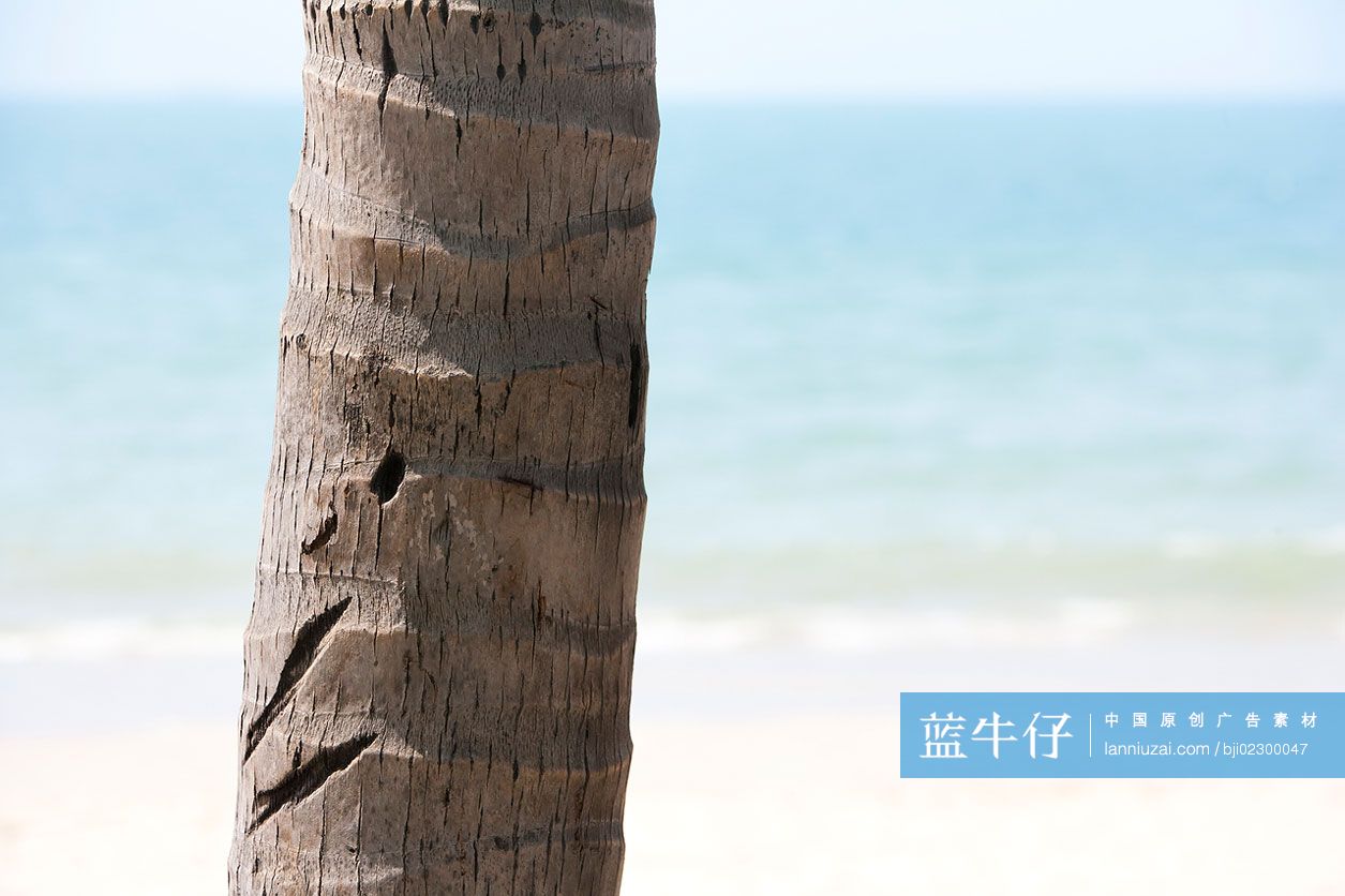 椰子树干特写