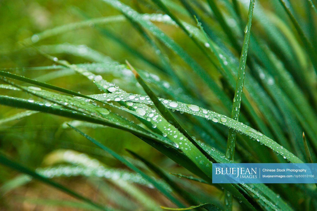 Water drops on grass
