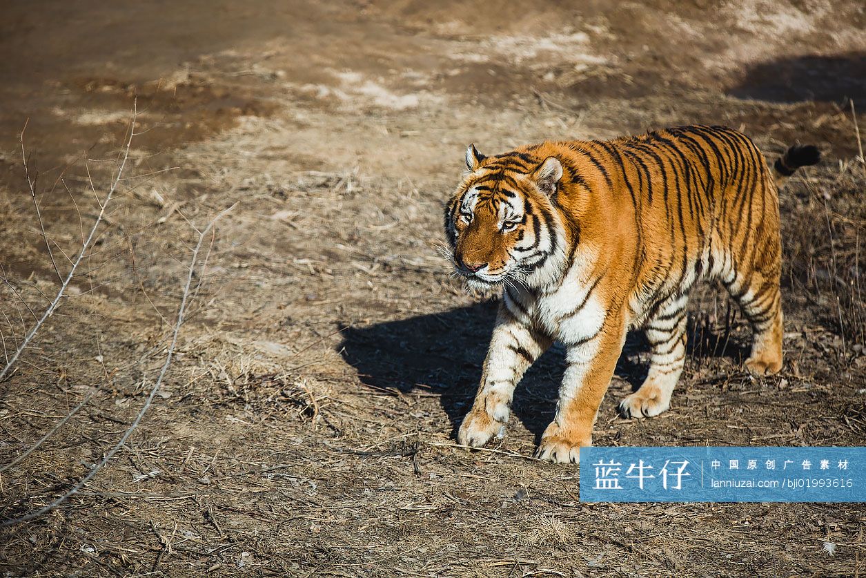 野生动物园里的老虎