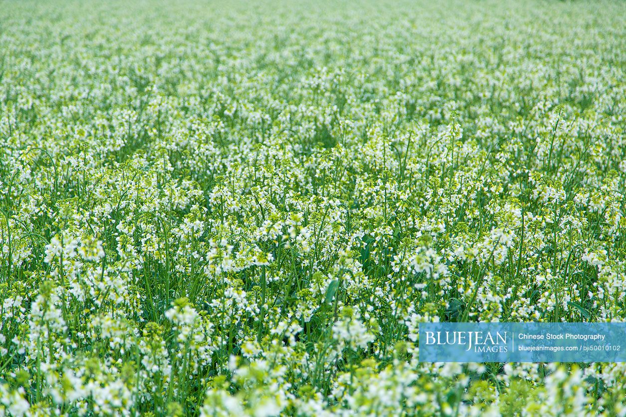 Rape flowers
